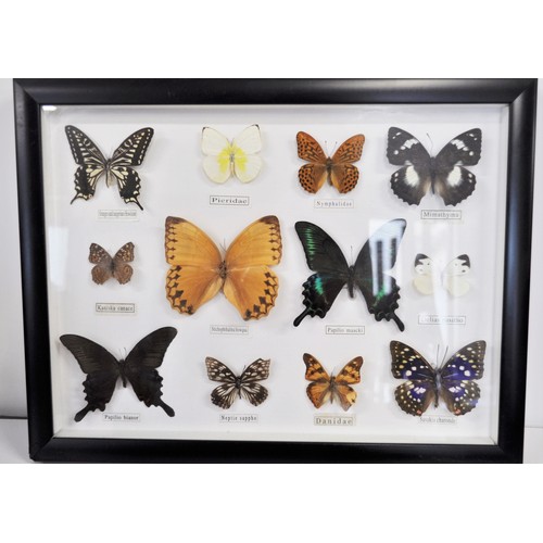 95 - Entomology - Various cased butterflies in different tropical colours and from around the world. x7 i... 