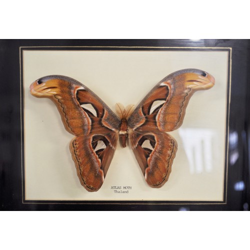 96 - Entomology - Various cased butterflies from Great Britain and from other various countries together ... 