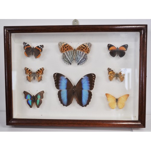 96 - Entomology - Various cased butterflies from Great Britain and from other various countries together ... 