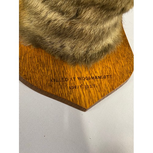 147 - Taxidermy: Red Fox mounted on mahogany plaque that reads 'Woodmancote Killed No 17th 1927.