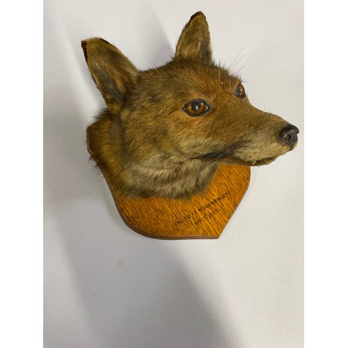 147 - Taxidermy: Red Fox mounted on mahogany plaque that reads 'Woodmancote Killed No 17th 1927.