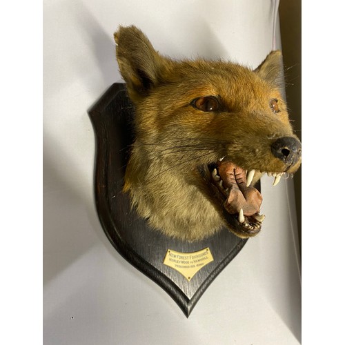 147A - Taxidermy: Fox mask mounted on wooden shield by Rowland Ward Limited, Naturalists,  167 Piccadilly L... 