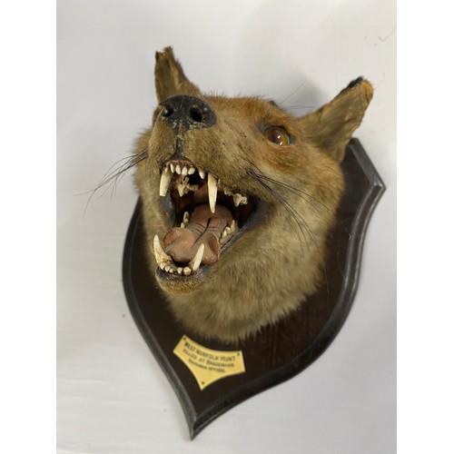 147B - Taxidermy Red Fox mounted on wooden shield by Rowland Ward Limited, Naturalists,  167 Piccadilly Lon... 