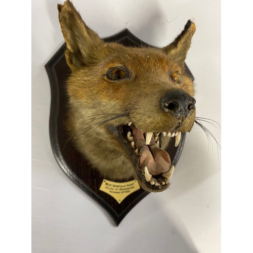 147B - Taxidermy Red Fox mounted on wooden shield by Rowland Ward Limited, Naturalists,  167 Piccadilly Lon... 