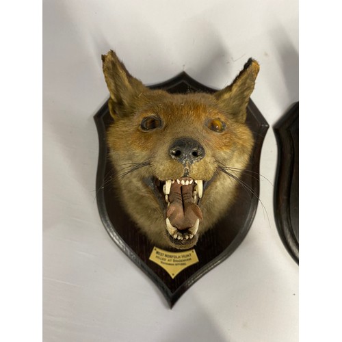 147B - Taxidermy Red Fox mounted on wooden shield by Rowland Ward Limited, Naturalists,  167 Piccadilly Lon... 