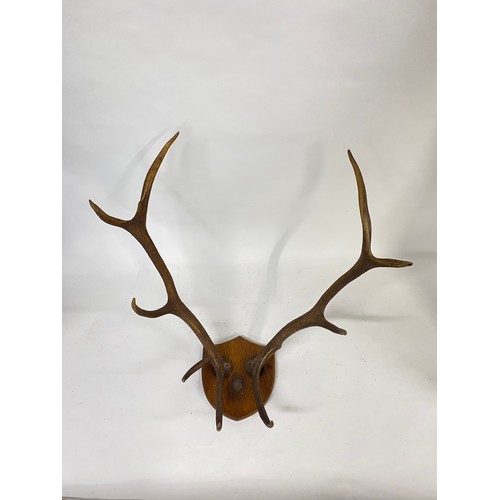 124 - Antique pair of large antlers (9 point) mounted on shield plaque with monogram  dated 5.11.1898