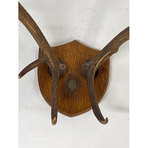 124 - Antique pair of large antlers (9 point) mounted on shield plaque with monogram  dated 5.11.1898