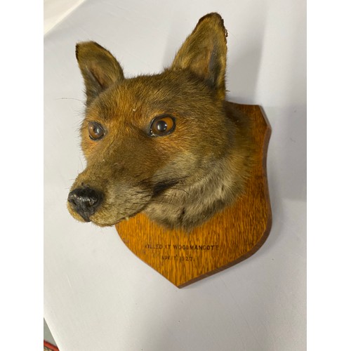 126 - Taxidermy: Red Fox mounted on mahogany plaque that reads 'Woodmancote Killed No 17 Nov  1927.