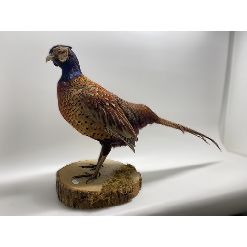 127 - Taxidermy of a cock Pheasant, approx H42cm