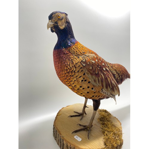 127 - Taxidermy of a cock Pheasant, approx H42cm