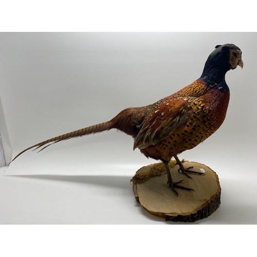 127 - Taxidermy of a cock Pheasant, approx H42cm