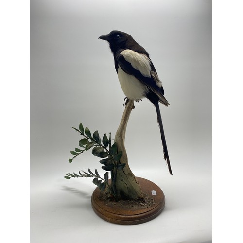 128 - Taxidermy - Magpie mounted  on tree