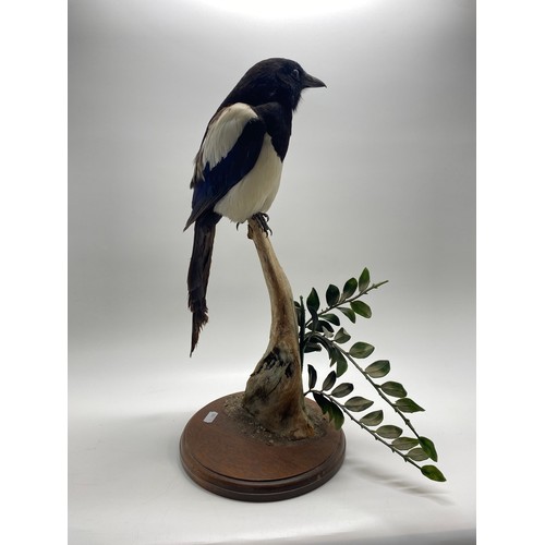 128 - Taxidermy - Magpie mounted  on tree