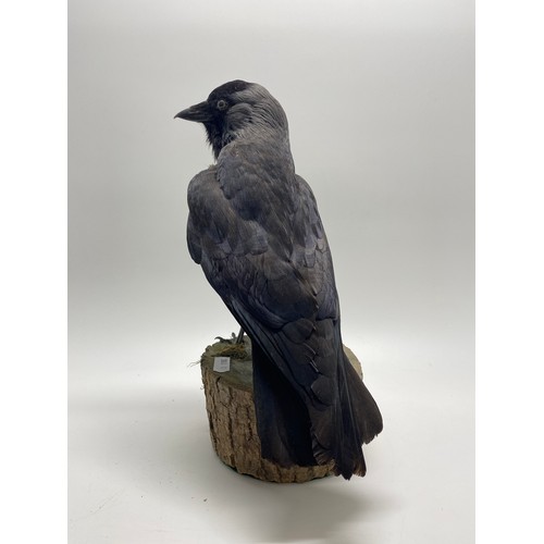 129 - Taxidermy of a Jackdaw on Log with head slightly turned, approx H30cm