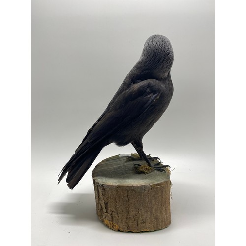 129 - Taxidermy of a Jackdaw on Log with head slightly turned, approx H30cm