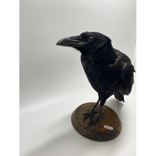 130 - Taxidermy of a Raven, mounted on wooden plinth