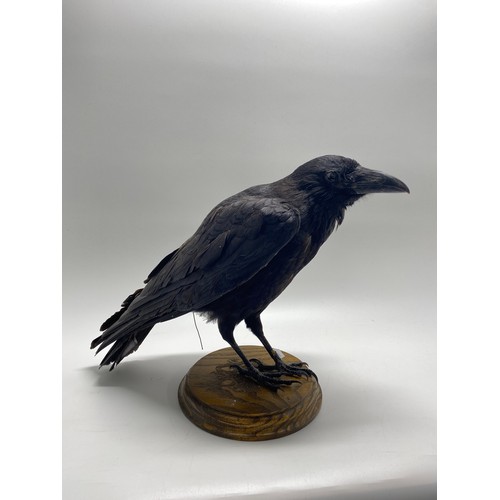 130 - Taxidermy of a Raven, mounted on wooden plinth