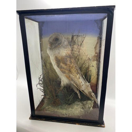 158 - Taxidermy - Victorian glazed case encompassing Barn Owl with grass detail. Leighton Buzzard Taxiderm... 