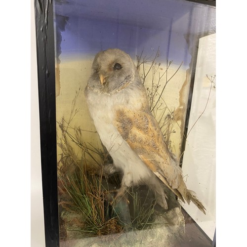 158 - Taxidermy - Victorian glazed case encompassing Barn Owl with grass detail. Leighton Buzzard Taxiderm... 