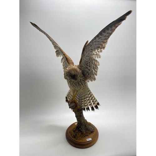 159 - Taxidermy kestrel, modelled with spread wings, perched upon a naturalistic tree stump on wooden base