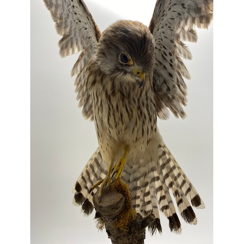 159 - Taxidermy kestrel, modelled with spread wings, perched upon a naturalistic tree stump on wooden base