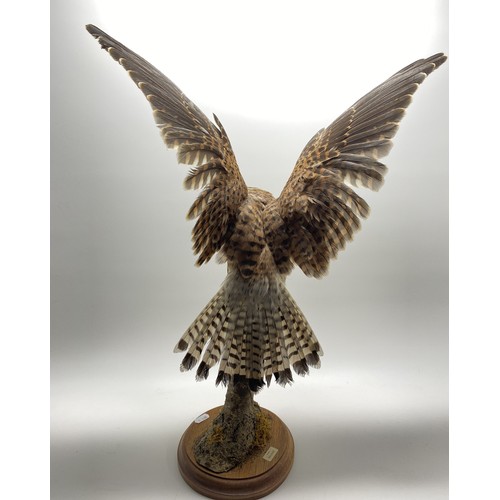 159 - Taxidermy kestrel, modelled with spread wings, perched upon a naturalistic tree stump on wooden base