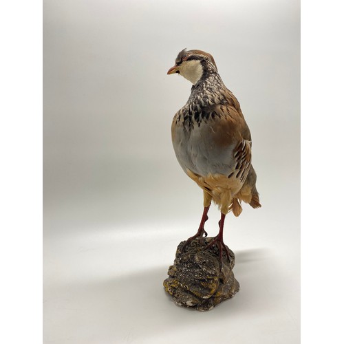 160 - Taxidermy study of a Red-legged  partridge on a rock