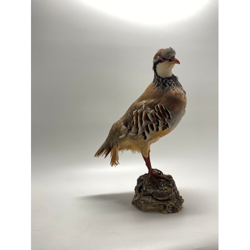 160 - Taxidermy study of a Red-legged  partridge on a rock