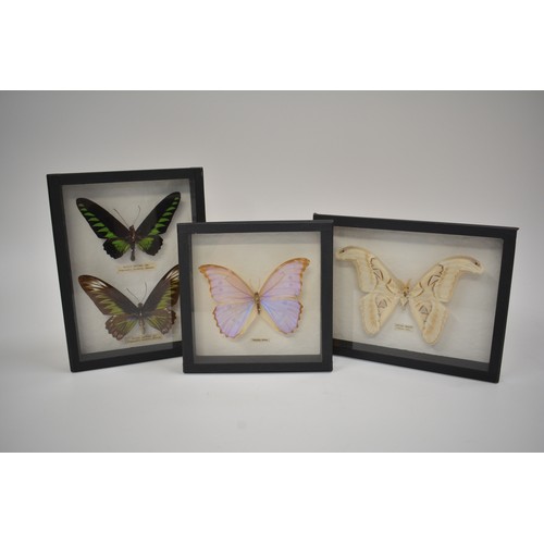 10 - x3 framed and glazed studies of butterflies and moths, sizes of actual butterflies are  approx 19cms... 