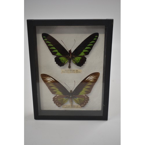 10 - x3 framed and glazed studies of butterflies and moths, sizes of actual butterflies are  approx 19cms... 