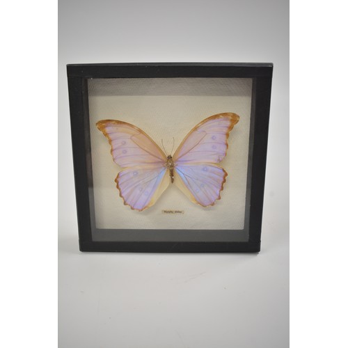 10 - x3 framed and glazed studies of butterflies and moths, sizes of actual butterflies are  approx 19cms... 