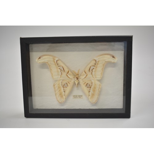 10 - x3 framed and glazed studies of butterflies and moths, sizes of actual butterflies are  approx 19cms... 