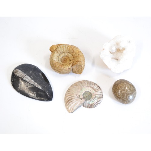 157 - A group of fossils consisting of ammonite/Geode etc,  x 5 items