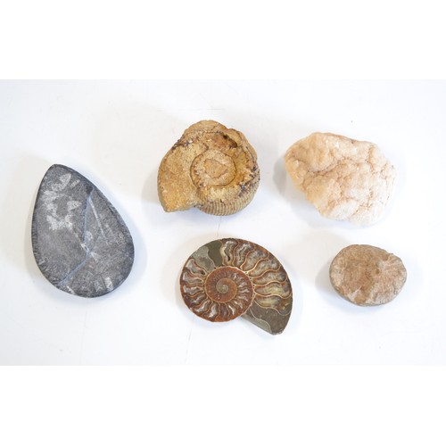 157 - A group of fossils consisting of ammonite/Geode etc,  x 5 items