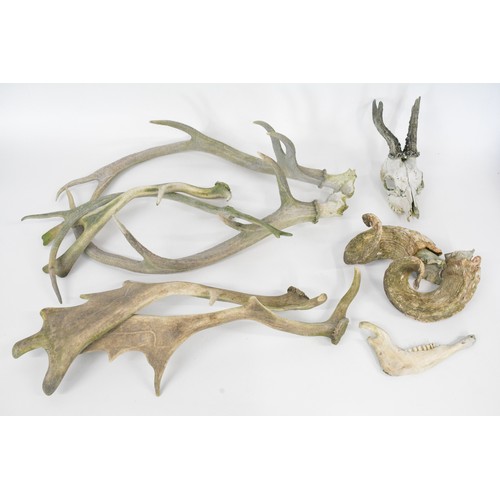 101 - Pair of antlers, rams horns, skull etc,  approx. 1960's