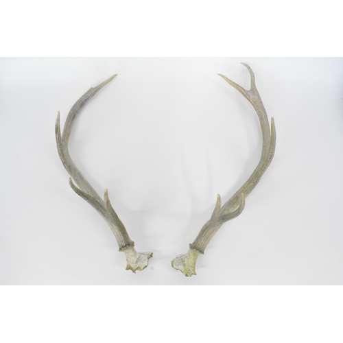 101 - Pair of antlers, rams horns, skull etc,  approx. 1960's