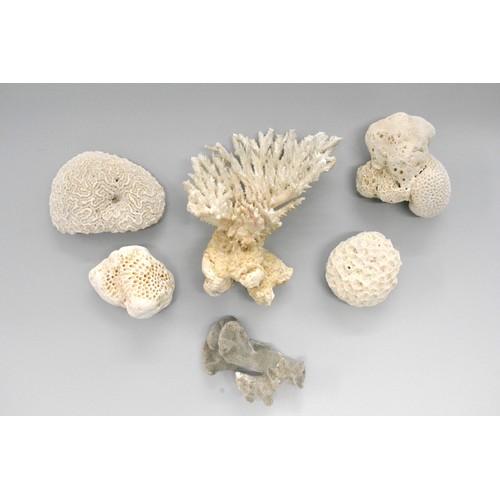 102 - Coral pieces of varying size, x6 items in total