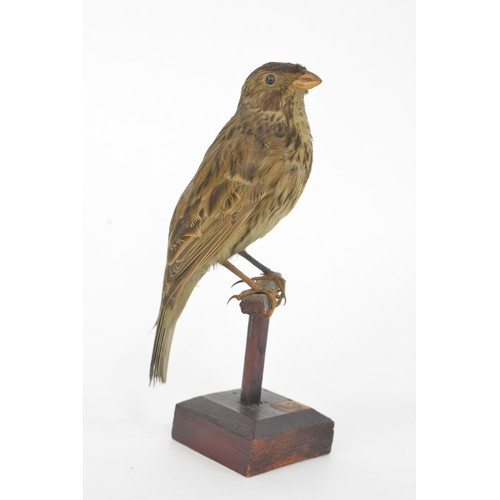 133 - Taxidermy small bird, believed to be a corn bunting, approx height on stand 17 cms