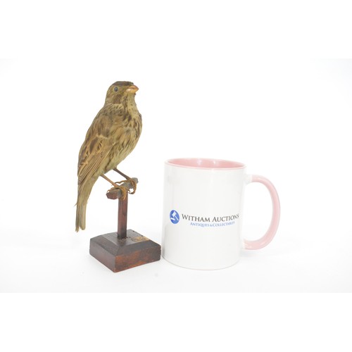 133 - Taxidermy small bird, believed to be a corn bunting, approx height on stand 17 cms