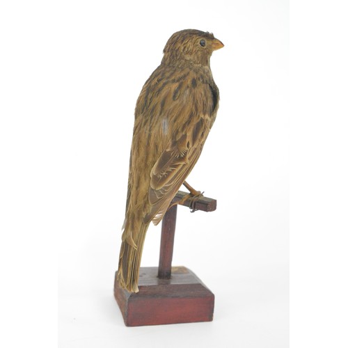 133 - Taxidermy small bird, believed to be a corn bunting, approx height on stand 17 cms