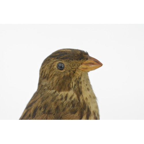 133 - Taxidermy small bird, believed to be a corn bunting, approx height on stand 17 cms