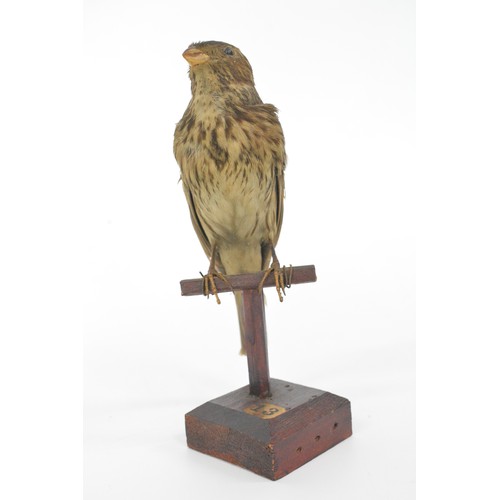 133 - Taxidermy small bird, believed to be a corn bunting, approx height on stand 17 cms