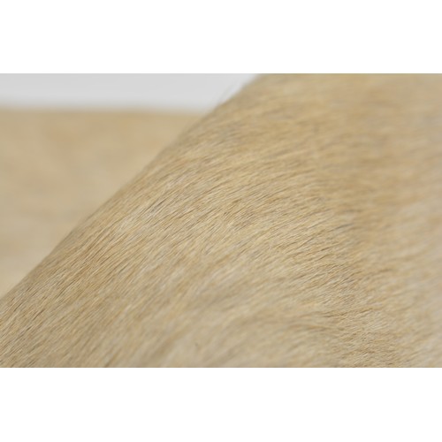 57 - Large full cow Hide rug, label reads 2,74m2