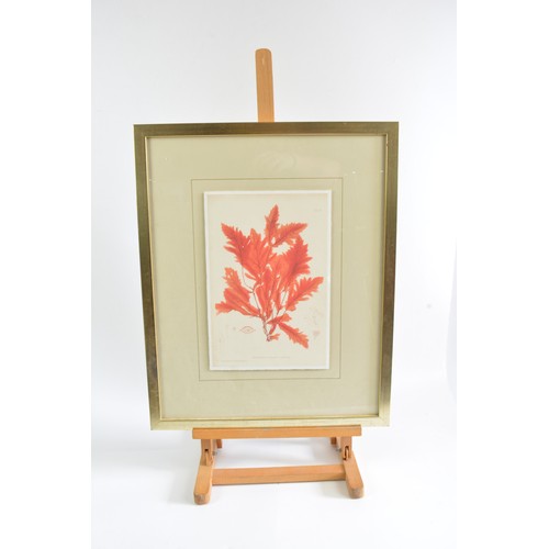 73 - Henry Bradbury 'Harvest' prints custom framed by Soicher Marin (x2). Max frame size 54cm x 44cm