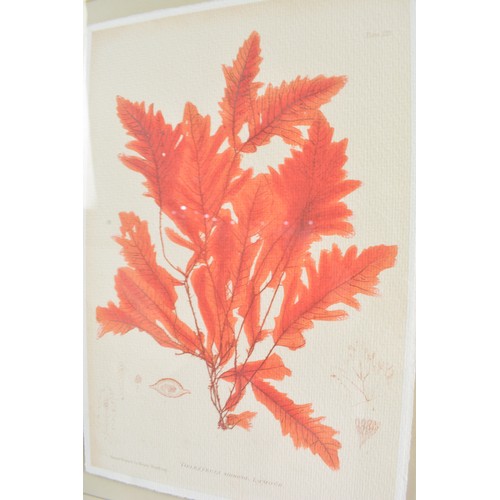 73 - Henry Bradbury 'Harvest' prints custom framed by Soicher Marin (x2). Max frame size 54cm x 44cm