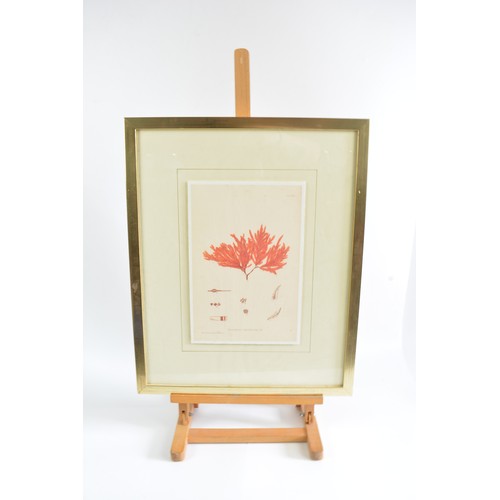 73 - Henry Bradbury 'Harvest' prints custom framed by Soicher Marin (x2). Max frame size 54cm x 44cm