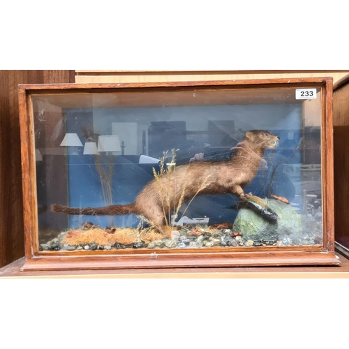 233 - Antique taxidermy stote in a glass 3 sided box.