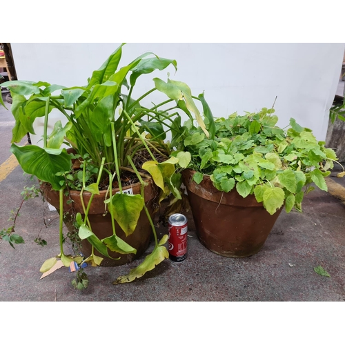 81 - Two large heavy Terracotta plant pots and plants.