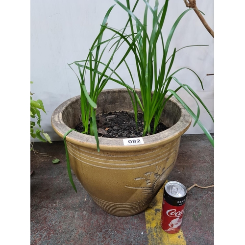 82 - Large heavy terracotta plant pot and plants.