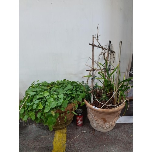 84 - Two Large heavy terracotta plant pots one with foliage in relief.